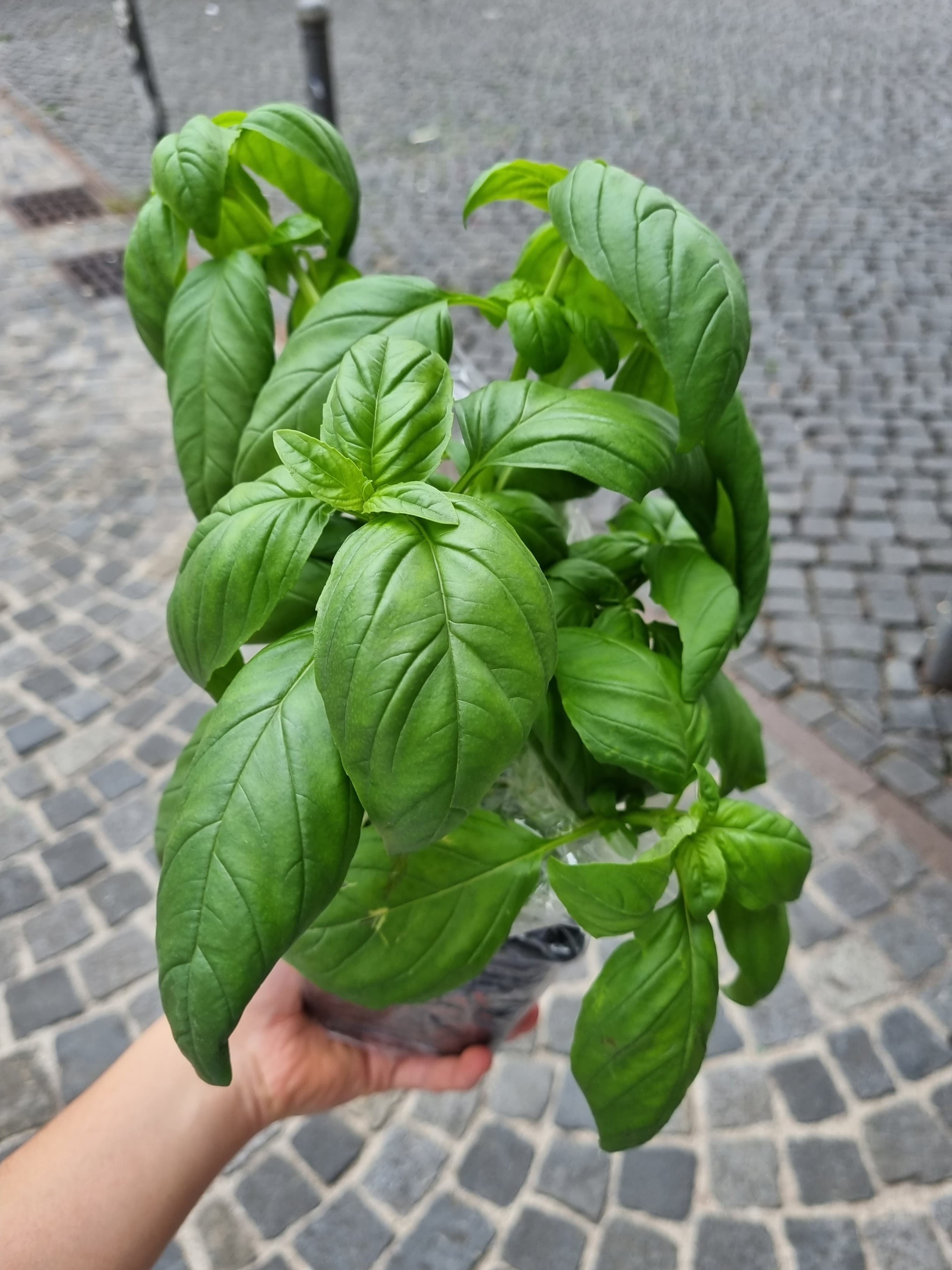 Buffalo Mozzarella with Fresh Cherry Tomatoes Recipe Image