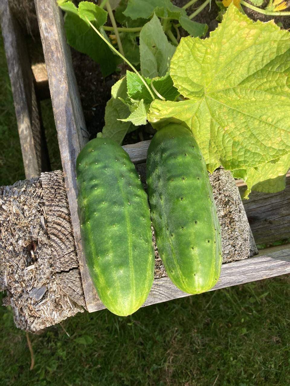 Cornichons salés Recipe Image